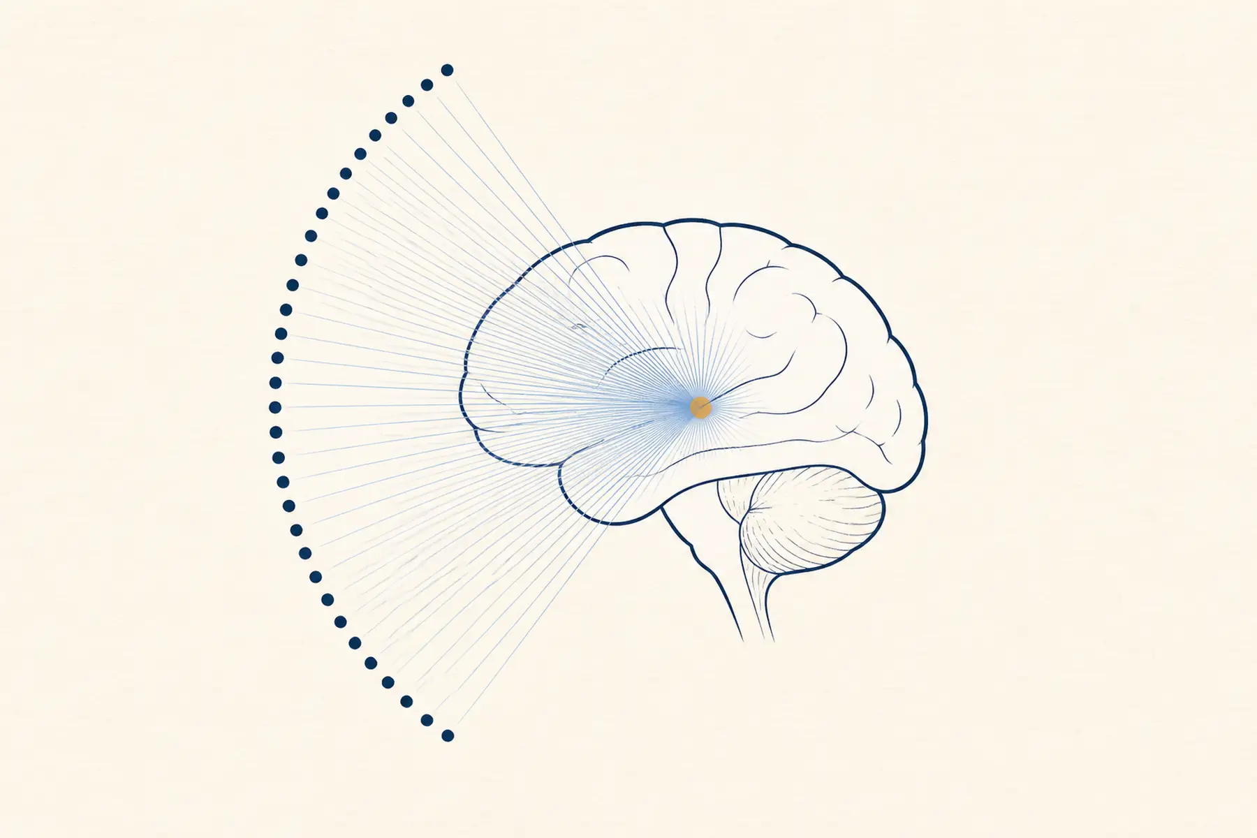 Fine ultrasound beams converge on one amber point inside a minimal brain outline.